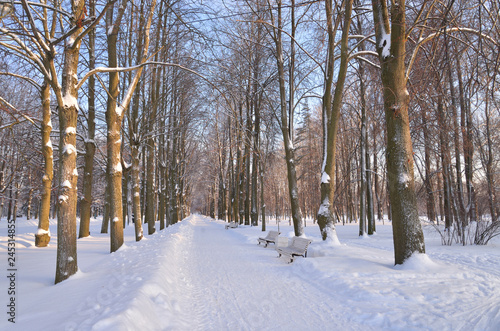 Wallpaper Mural Park alley at winter. Torontodigital.ca