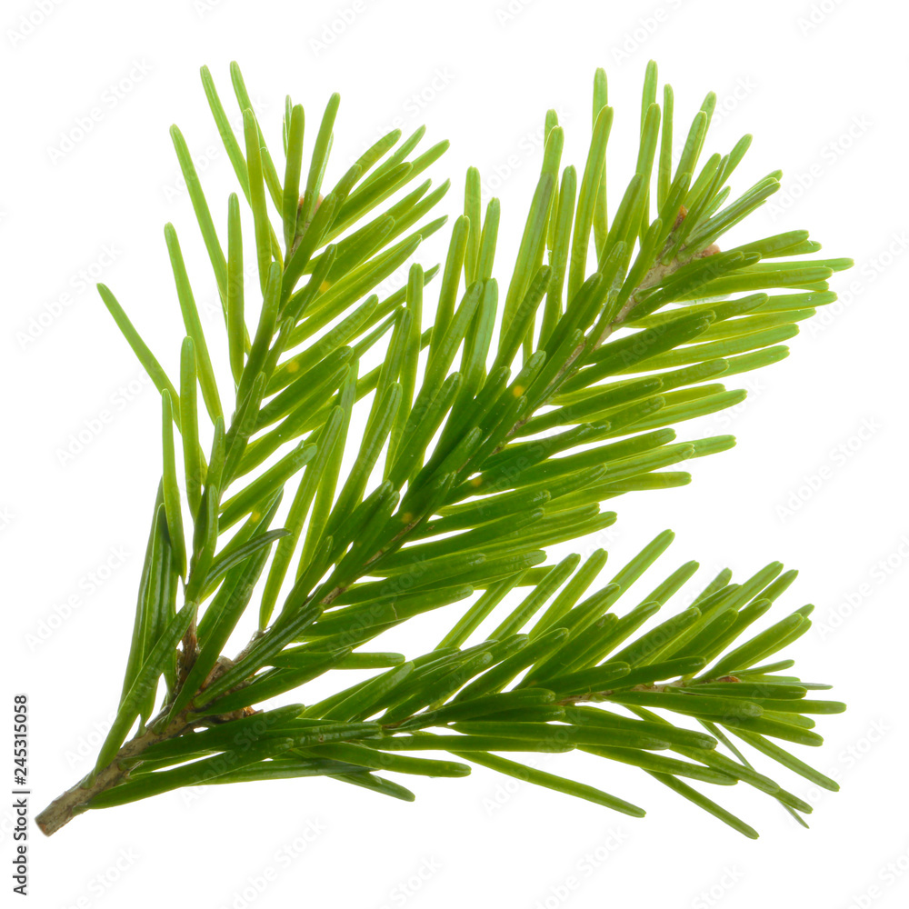 branch of silver fir isolated on white background branch of silver fir isolated on white background