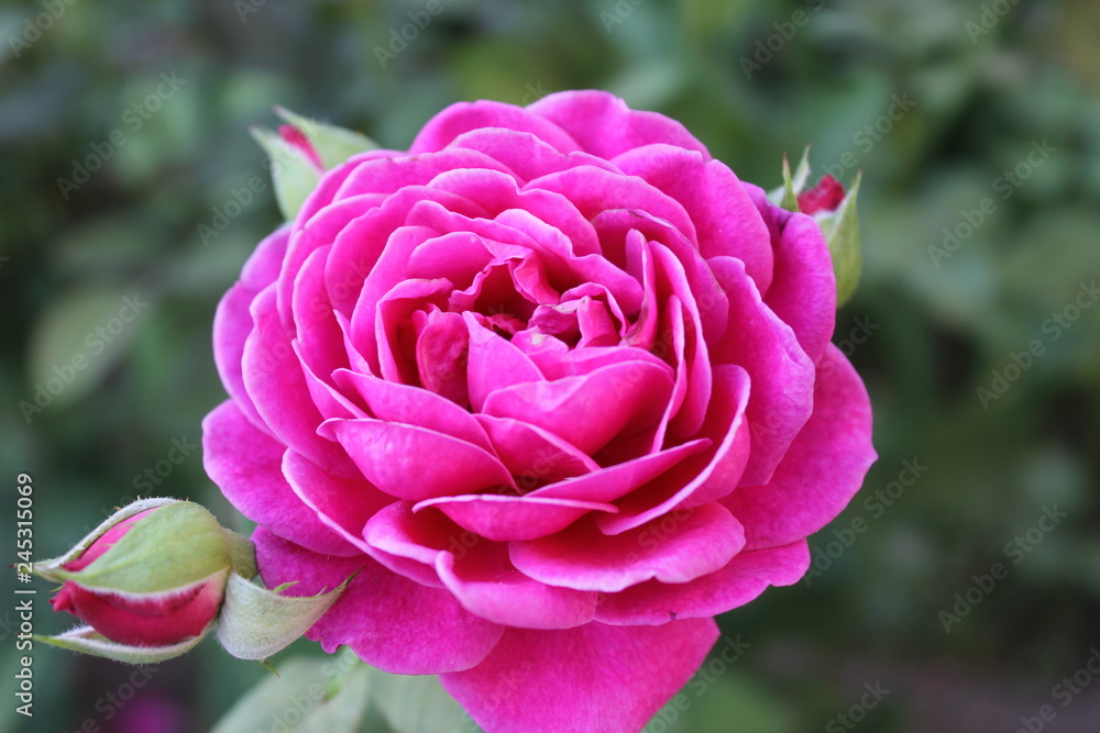 pink rose pink rose