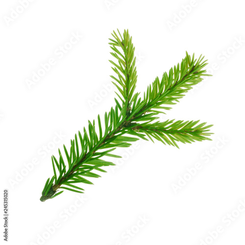 branch of silver fir isolated on white background
