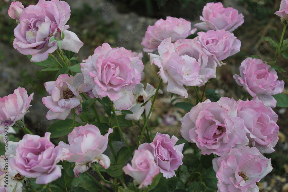 pink roses in the garden