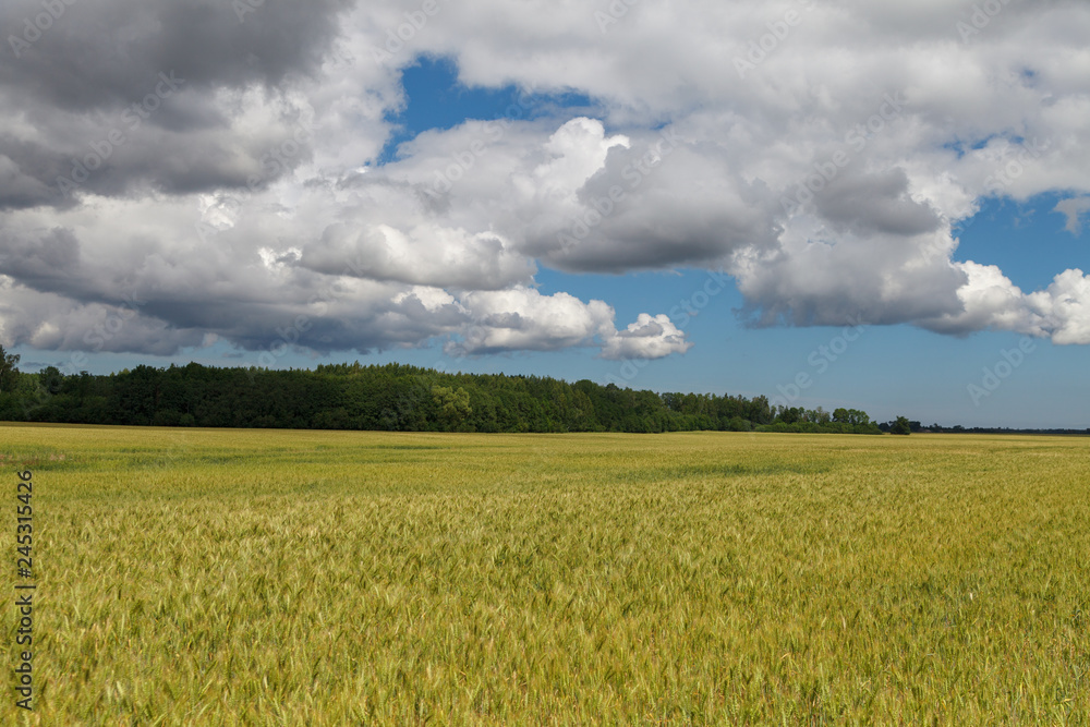 Landscape of wheat field. Landscape of wheat field.
