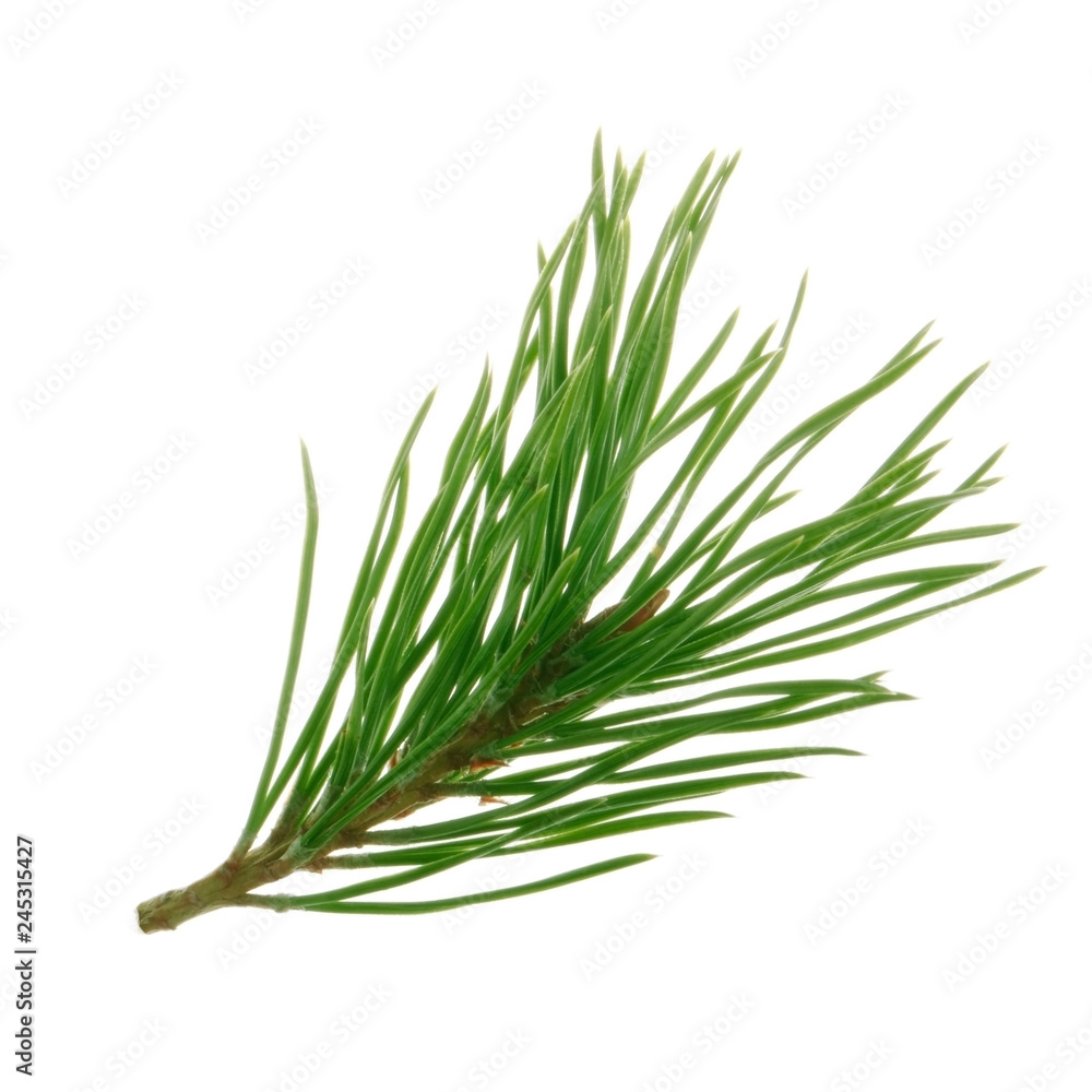 branch of pine isolated on white background branch of pine isolated on white background