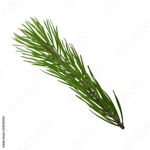 branch of pine isolated on white background