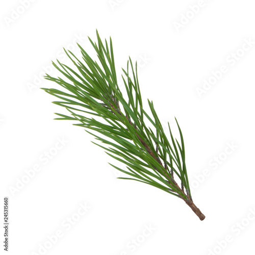 branch of pine isolated on white background