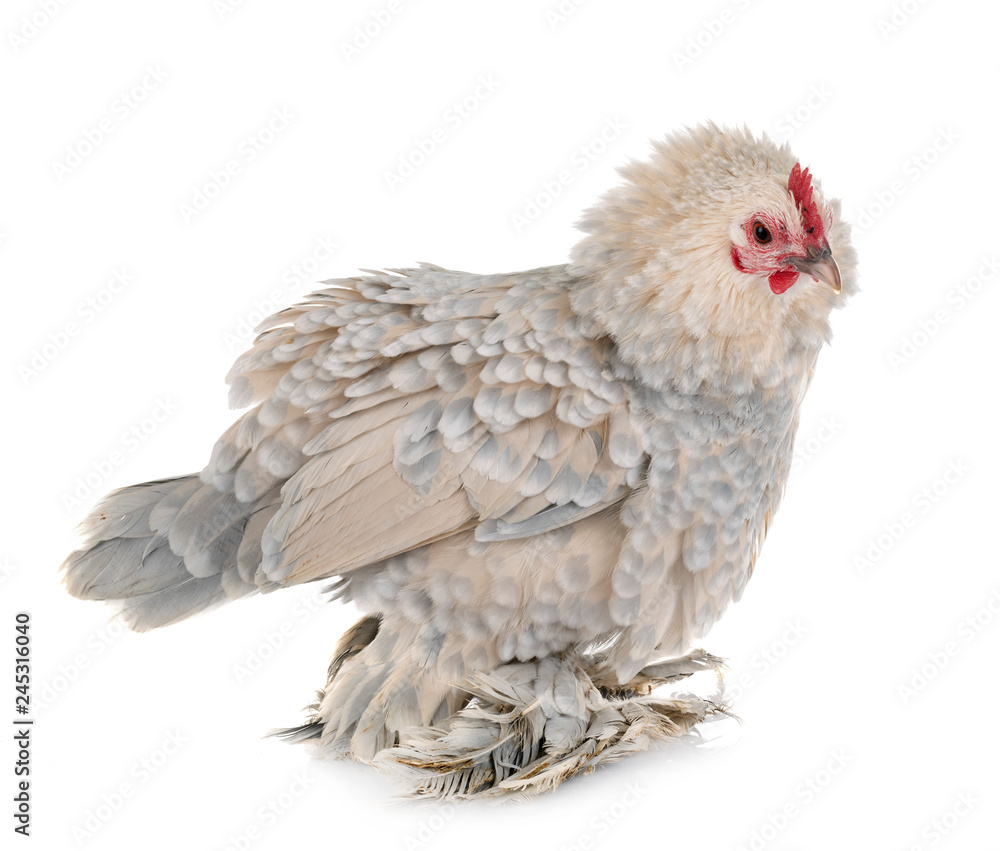 Fototapeta premium Dutch Booted Bantam