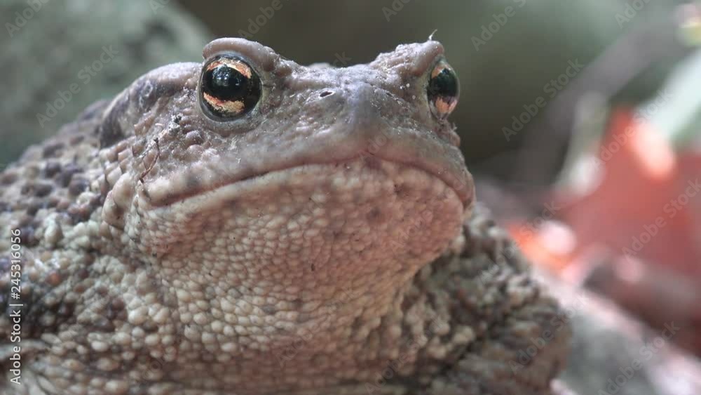 Frog in Forest Closeup, Toad Sunbathing in Leaves, Animals Macro View in Wood Frog in Forest Closeup, Toad Sunbathing in Leaves, Animals Macro View in Wood