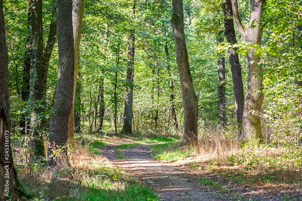 Fototapeta premium Sunlight on the path in green forest