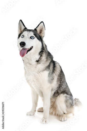 siberian husky in studio