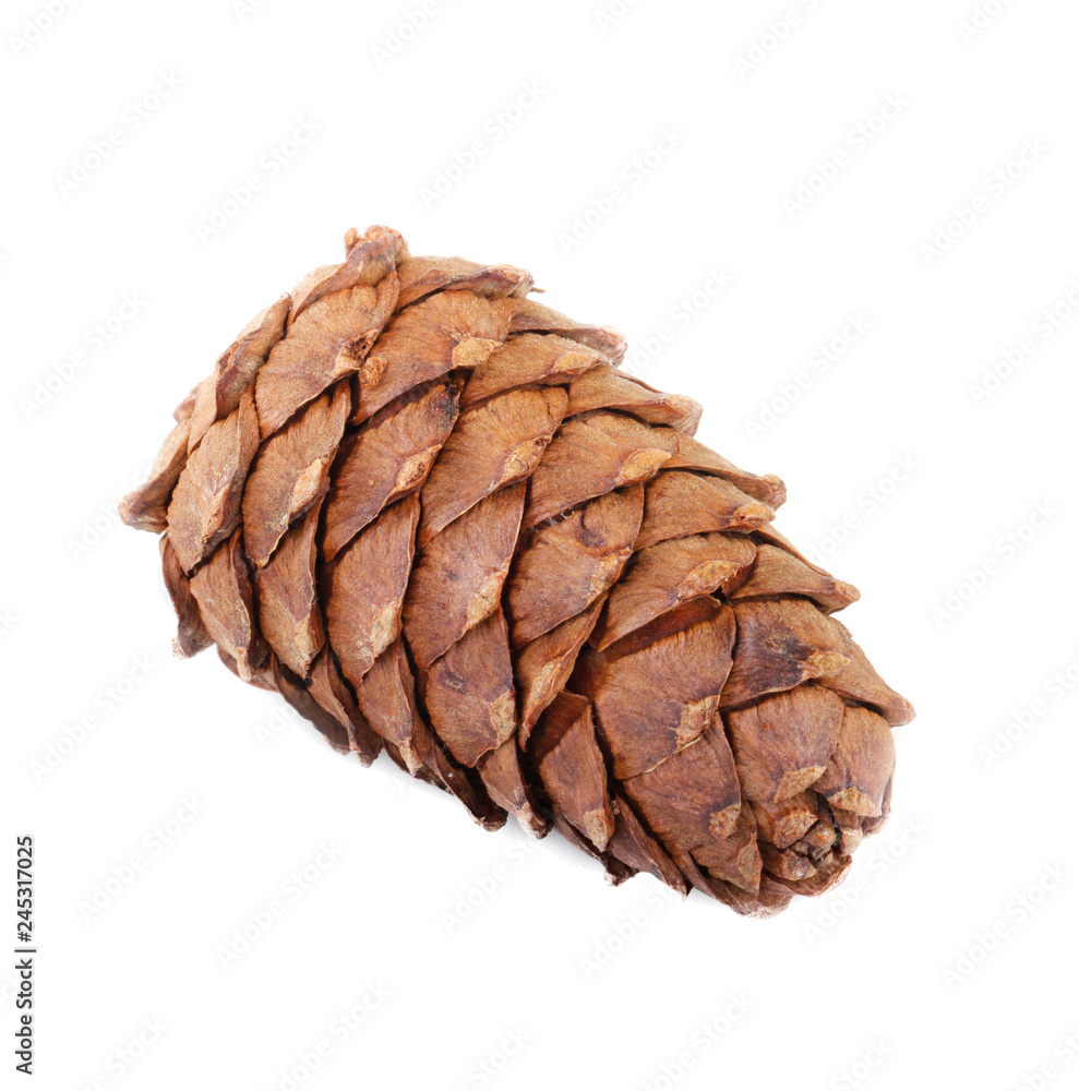 cedar cone isolated on white background cedar cone isolated on white background