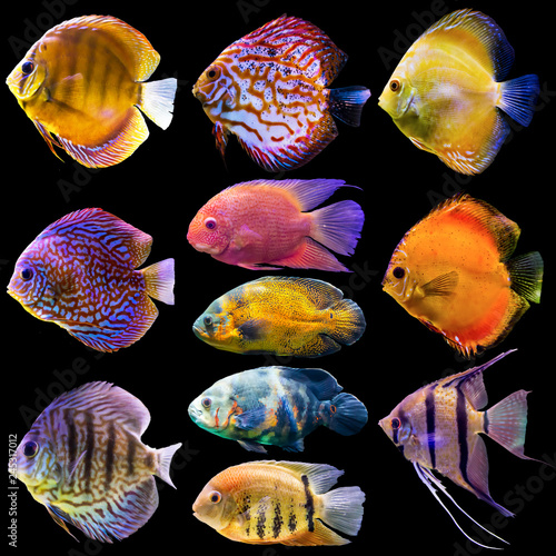 Eleven aquarium fish. Isolated photo on black background. Website about nature , aquarium fish, life in the ocean .