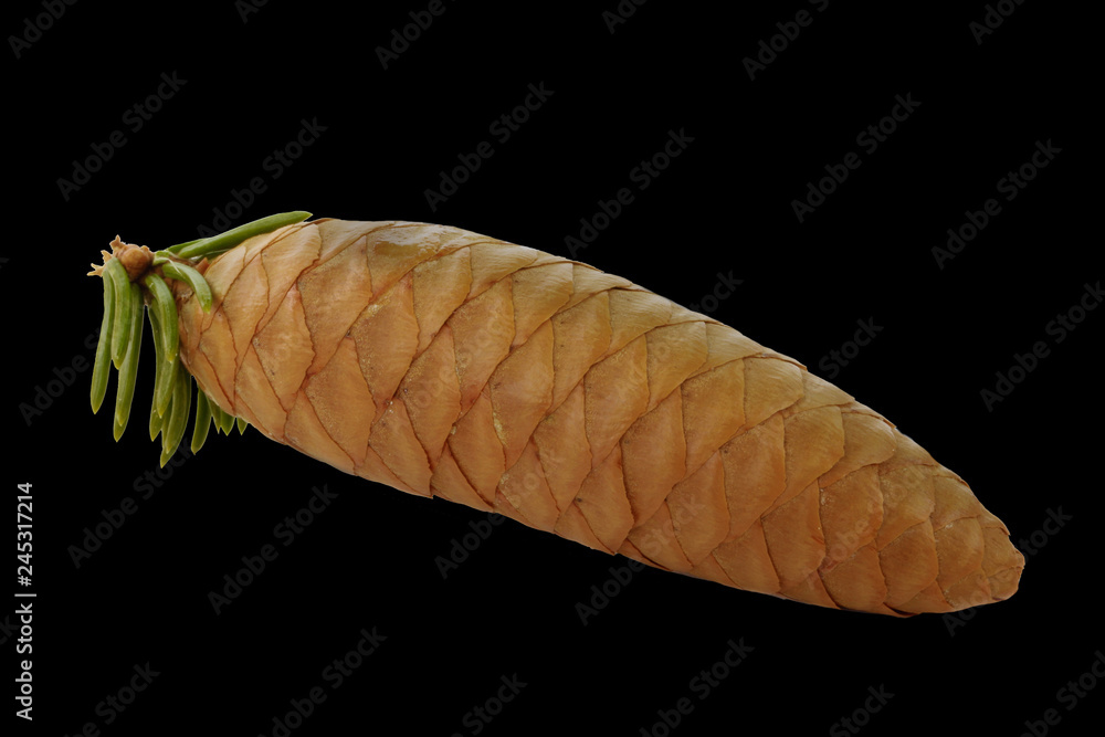 cone of fir isolated on black background cone of fir isolated on black background