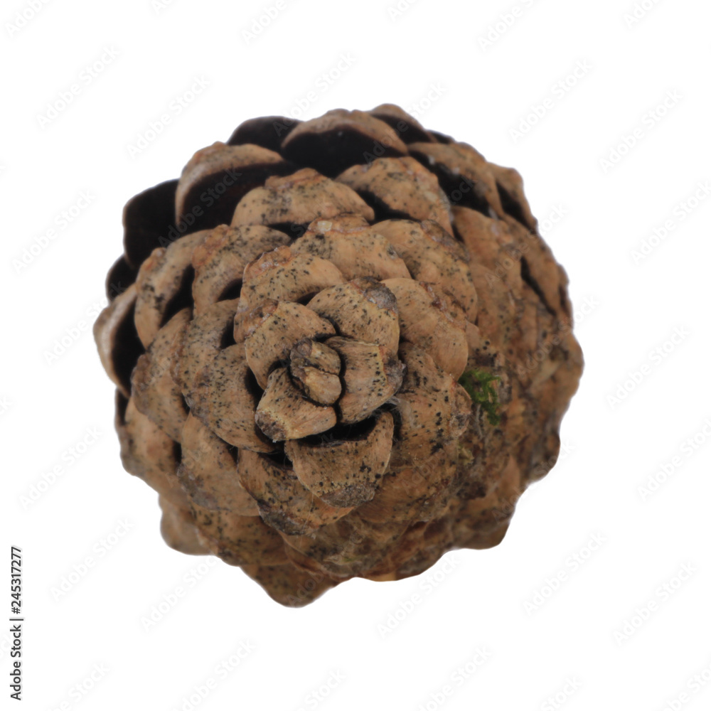 cone of pine isolated on white background cone of pine isolated on white background