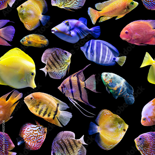 Seamless pattern. Multi-colored fishes on a black background. Site about nature, art, animals, sea, fish.