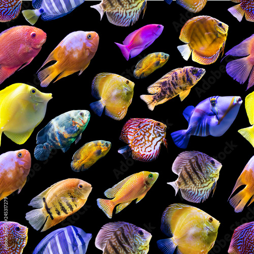 Seamless pattern. Multi-colored fishes on a black background. Site about nature, art, animals, sea, fish.