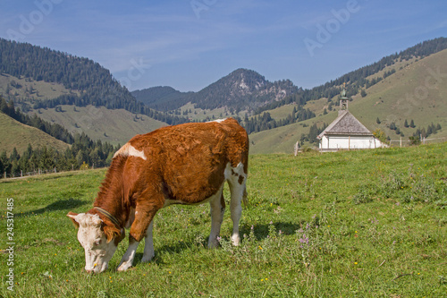 Kuh auf dem oberen Sudelfeld photo