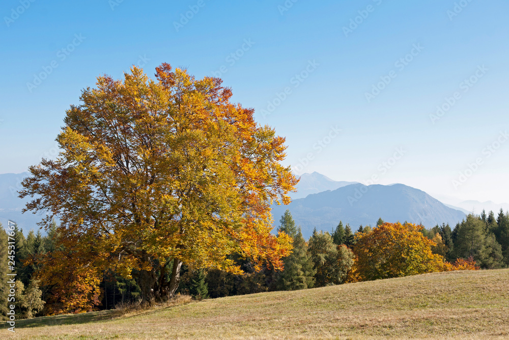 Goldener Oktober im Monte Bondonegebirge