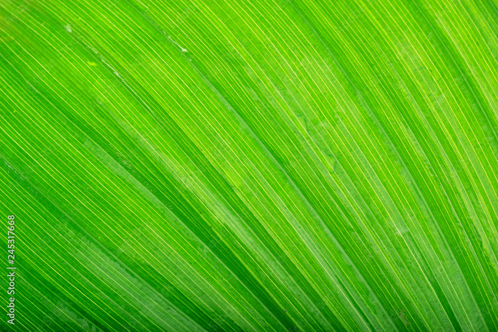 fresh green leaf background fresh green leaf background