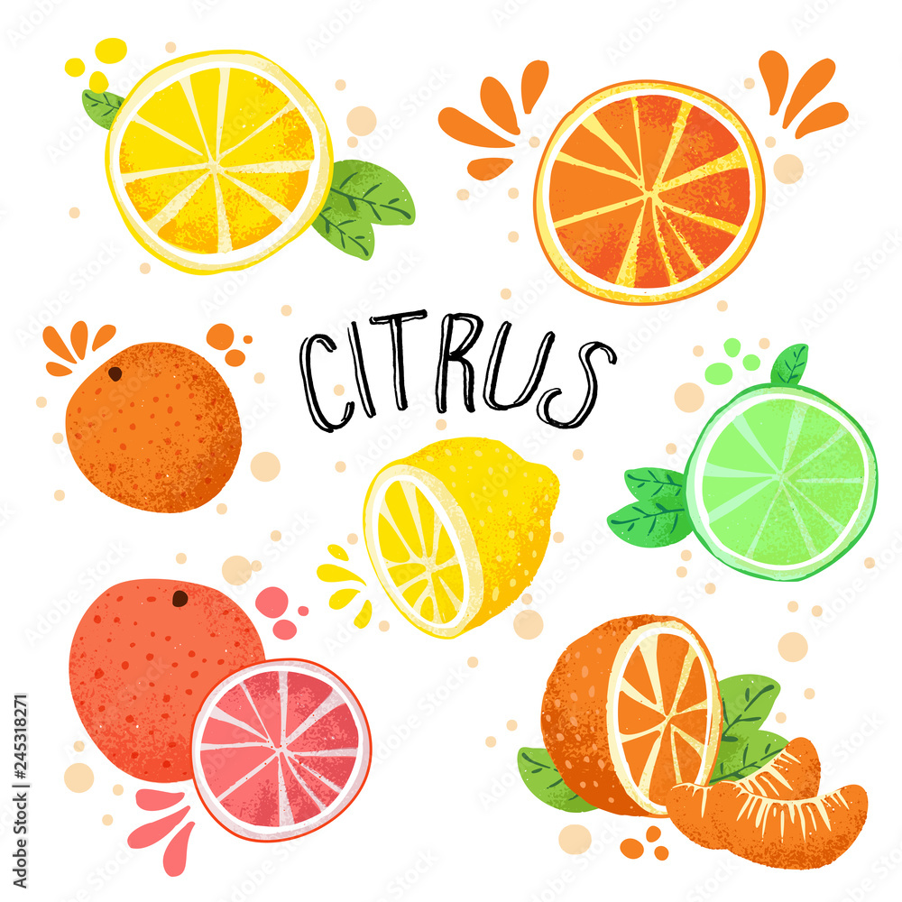 Hand draw vector illustration of citrus fruits. Fresh ripe citruses isolated on white - lemon, lime, orange, grapefruit in one collection. Juicy citrus with splashes, hand draw style. Lemons and