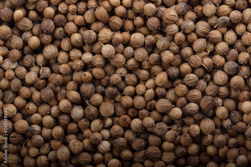 seeds of coriander background seeds of coriander background