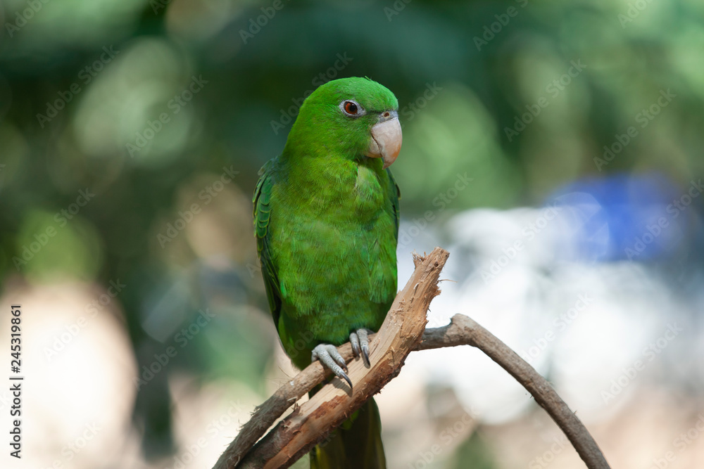 Green Parrot Green Parrot