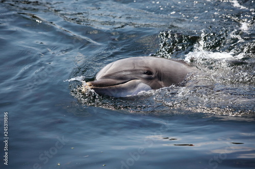 Dauphin en libert  