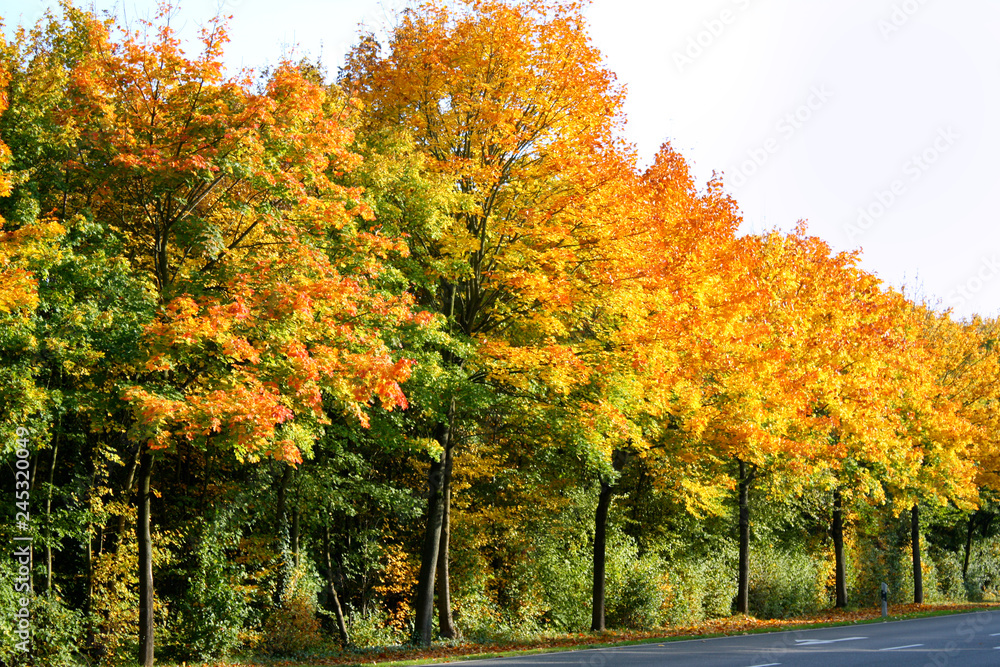 Naklejka premium Herbst in Deutschland Strasse