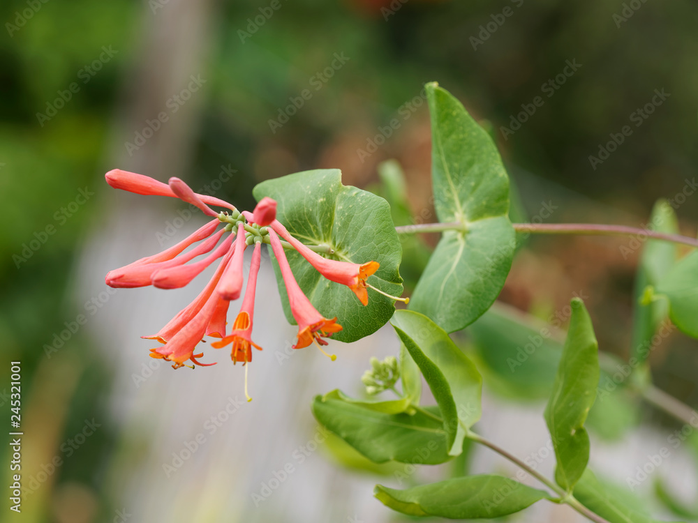 Le Chèvrefeuille vert - Lonicera sempervirens - un arbuste d'ornement toujours vert appelé chèvrefeuille de Virginie aux fleurs rouge à intérieur jaune et aux feuilles ovales alternées Le Chèvrefeuille vert - Lonicera sempervirens - un arbuste d'ornement toujours vert appelé chèvrefeuille de Virginie aux fleurs rouge à intérieur jaune et aux feuilles ovales alternées