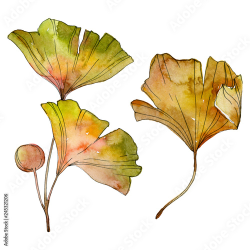 Green yellow ginkgo biloba leaf. Watercolor background illustration set. Isolated ginkgo illustration element.