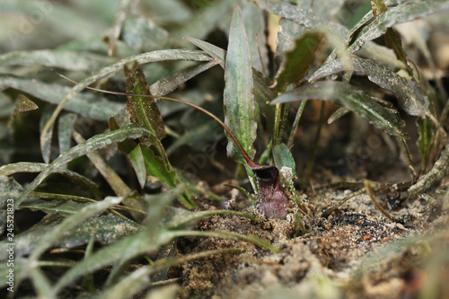 Cryptocoryne ferruginea var. sekadauensis Water plants in Borneo © Dragonfly