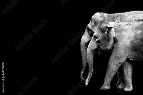 portraits of beautiful elephants on a black background