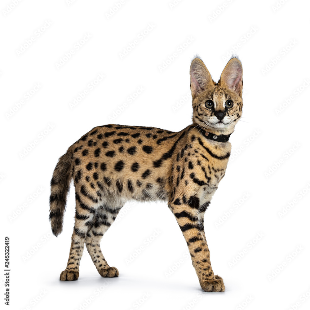 Serval Cat Kitten