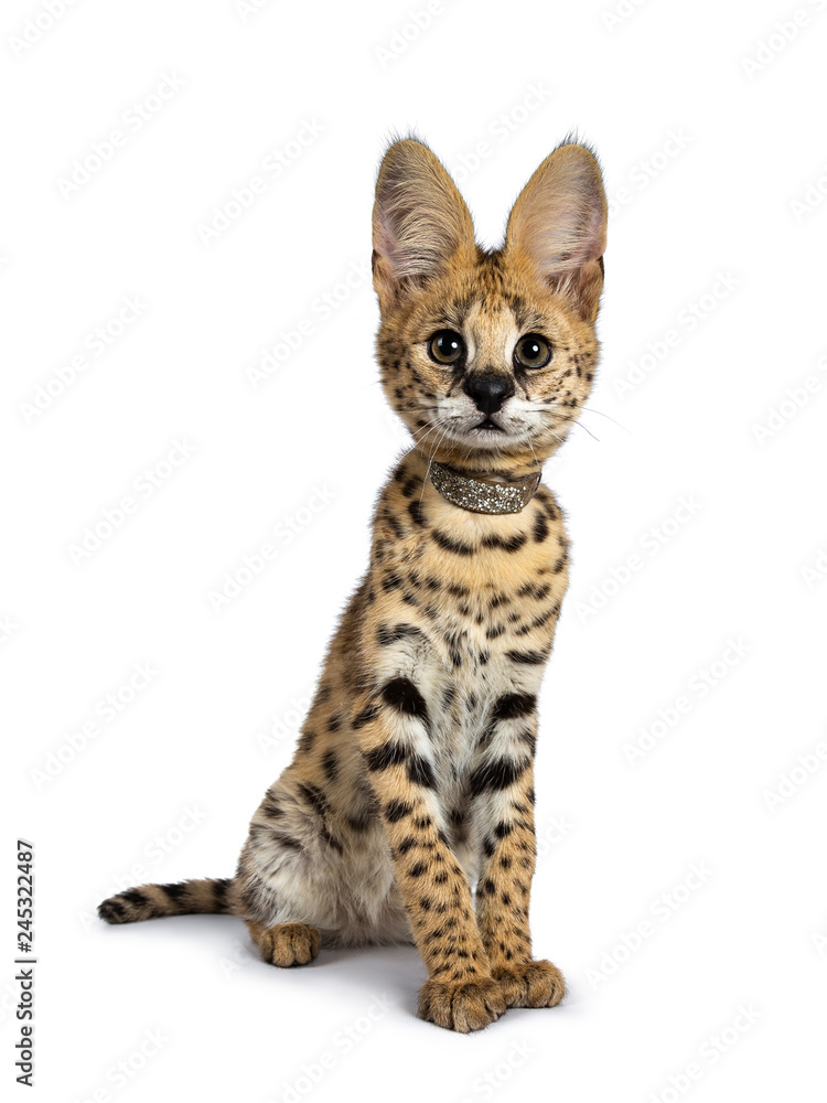 Cute 4 months young Serval cat kitten sitting slightly side ways straight up, wearing shiny collar. Looking at lens with sweet eyes. Tail beside body. Isolated on white background.