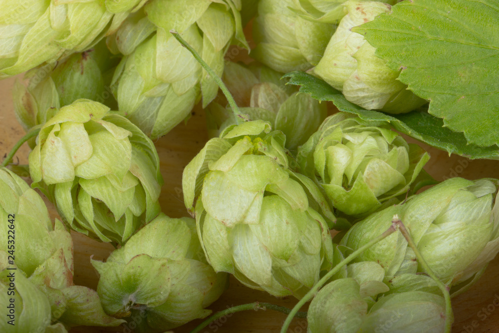 fresh green hops on wooden background fresh green hops on wooden background