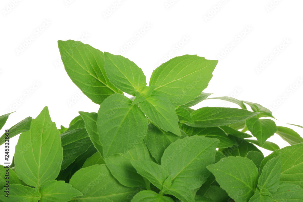 heap of basil leaves isolated on white background heap of basil leaves isolated on white background