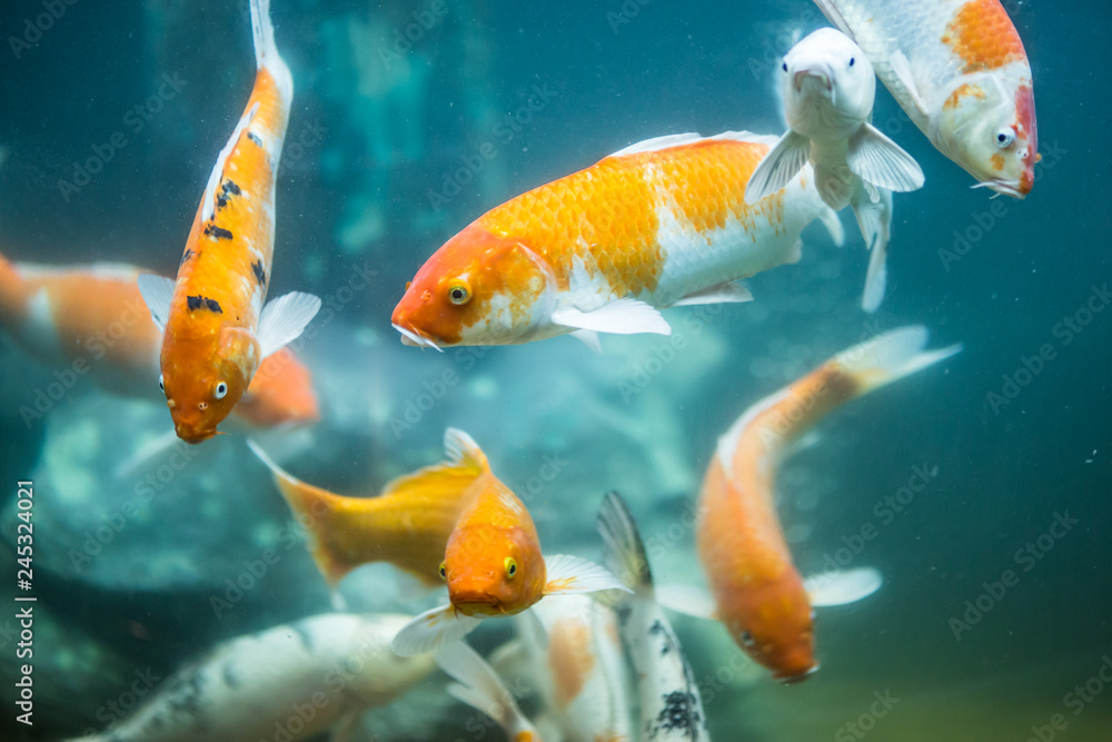 koi fish in aqurium koi fish in aqurium