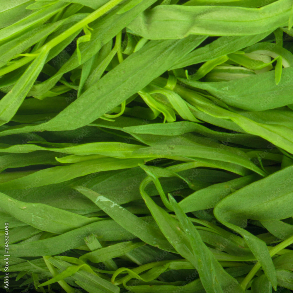 fresh green estragon background fresh green estragon background