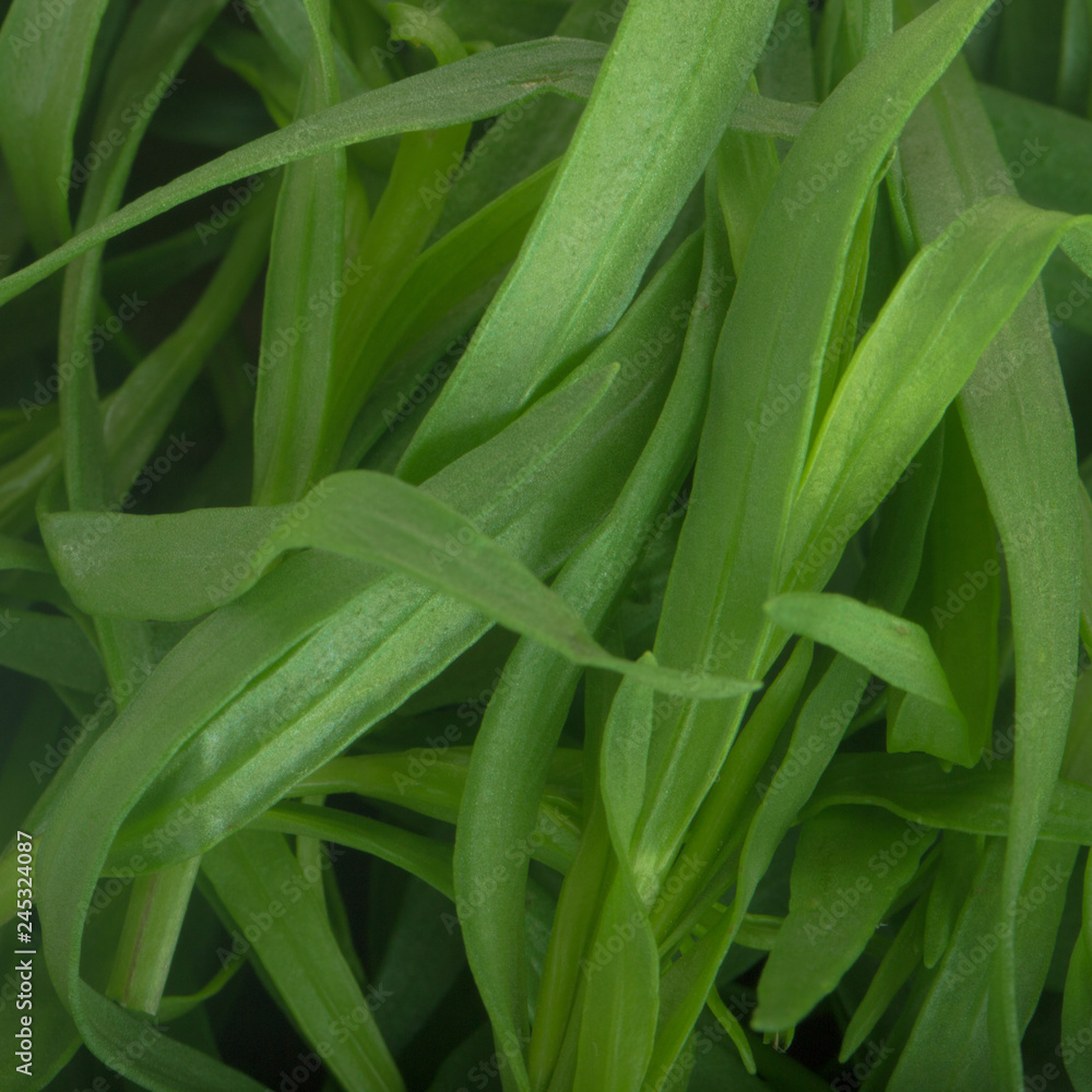 Obraz premium fresh green estragon background