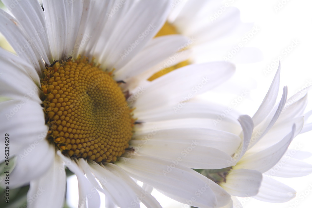 Obraz premium many chamomiles