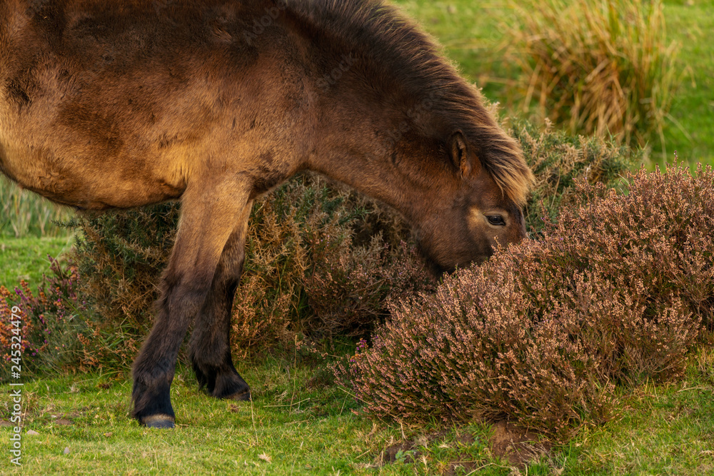 A wild Exmoor Pony, seen on Porlock Hill in Somerset, England, UK A wild Exmoor Pony, seen on Porlock Hill in Somerset, England, UK