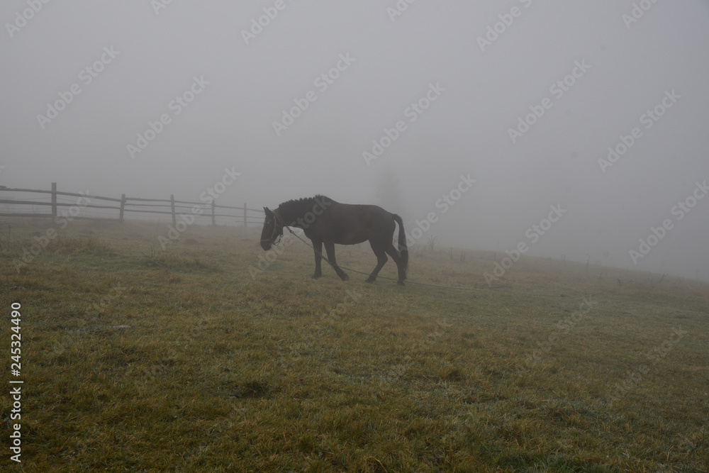 Fototapeta premium Black horse in fog, grazing on green field