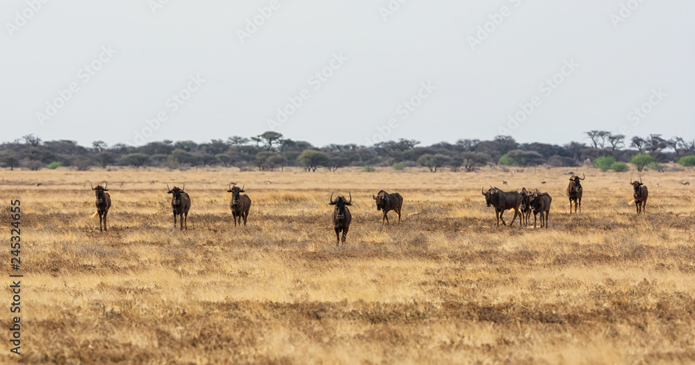 Black Wildebeest Black Wildebeest