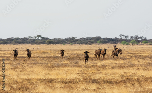 Black Wildebeest © Cathy Withers-Clarke