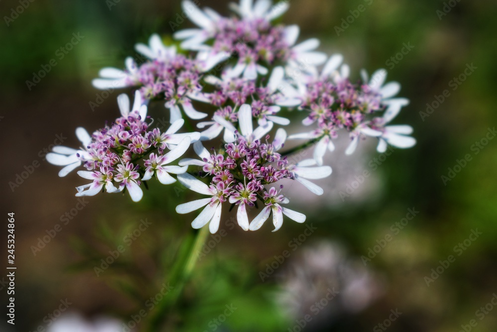 Pink and white Pink and white