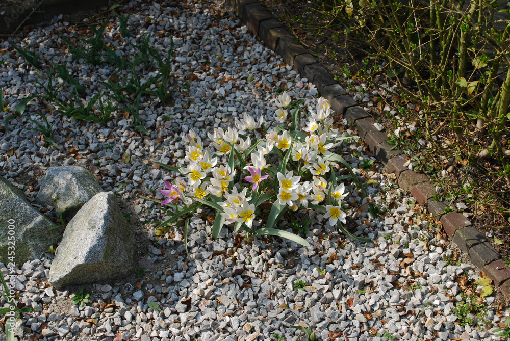Romulea rosea and Tulipa saxatilis grown in the park. Decorative plants for rock garden. 