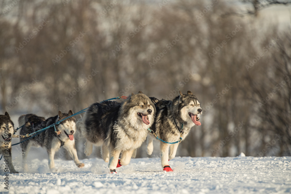 A team of four husky sled dogs running on a snowy wilderness road. Sledding with husky dogs in winter czech countryside. Group of hounds of dogs in a team in winter landscape. A team of four husky sled dogs running on a snowy wilderness road. Sledding with husky dogs in winter czech countryside. Group of hounds of dogs in a team in winter landscape.