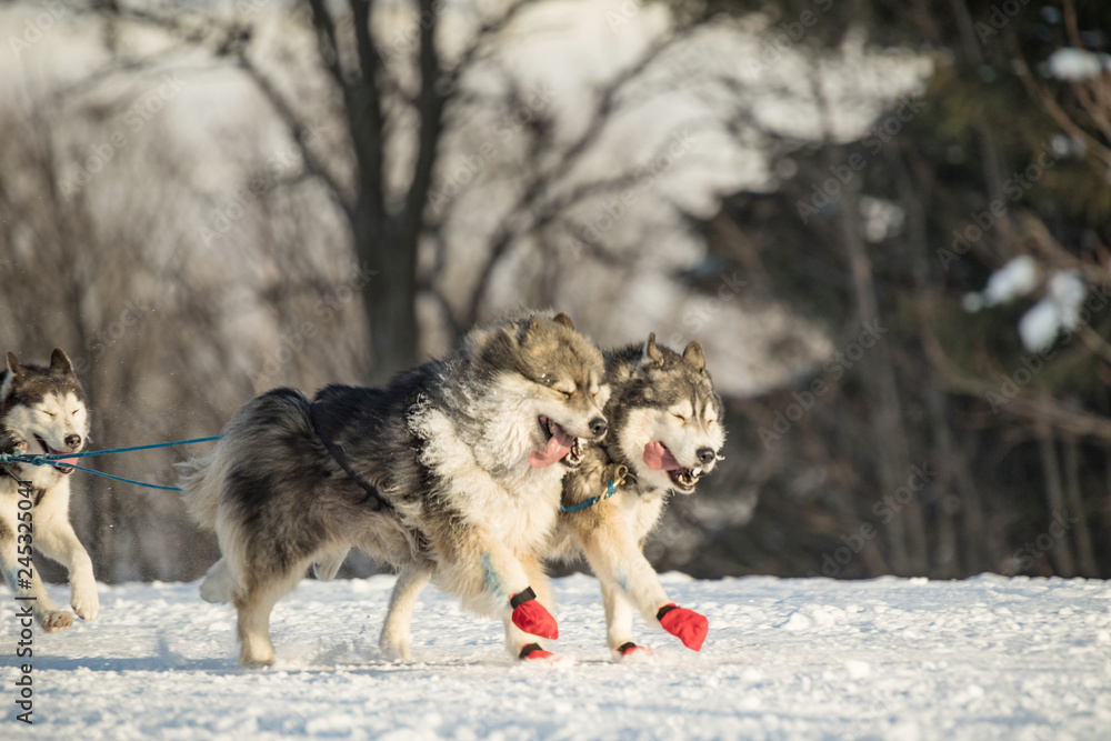 A team of four husky sled dogs running on a snowy wilderness road. Sledding with husky dogs in winter czech countryside. Group of hounds of dogs in a team in winter landscape. A team of four husky sled dogs running on a snowy wilderness road. Sledding with husky dogs in winter czech countryside. Group of hounds of dogs in a team in winter landscape.