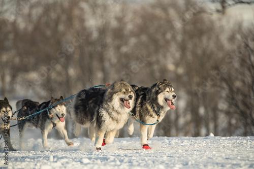 A team of four husky sled dogs running on a snowy wilderness road. Sledding with husky dogs in winter czech countryside. Group of hounds of dogs in a team in winter landscape.