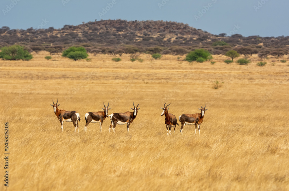 Bontebok Antelope Bontebok Antelope