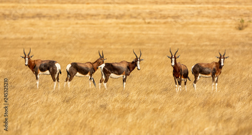 Bontebok Antelope photo